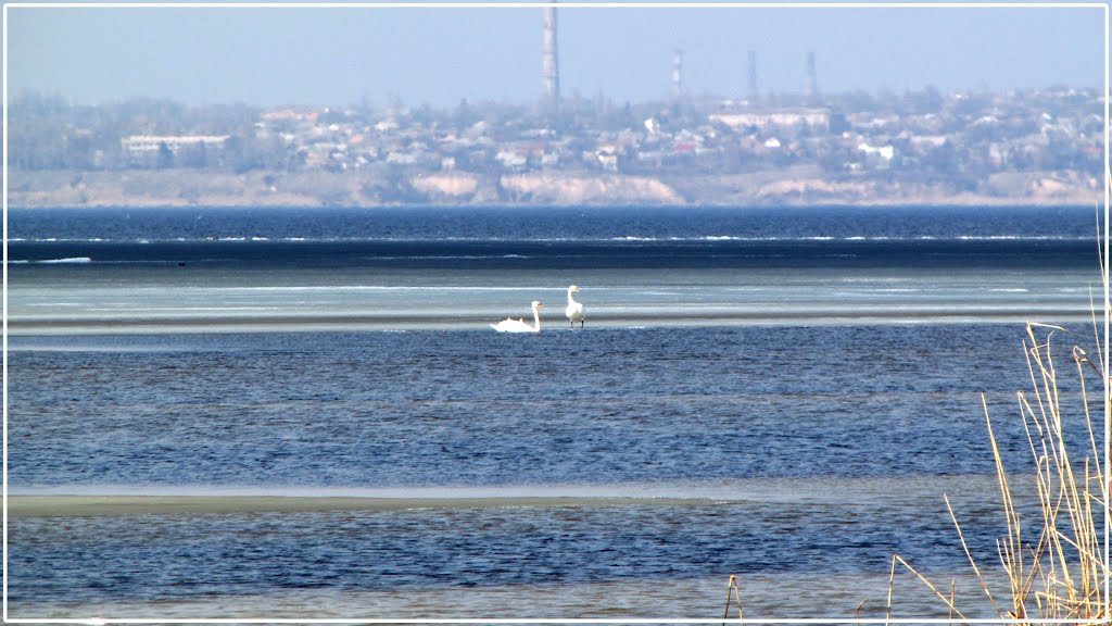 Swans on the Dnepr River