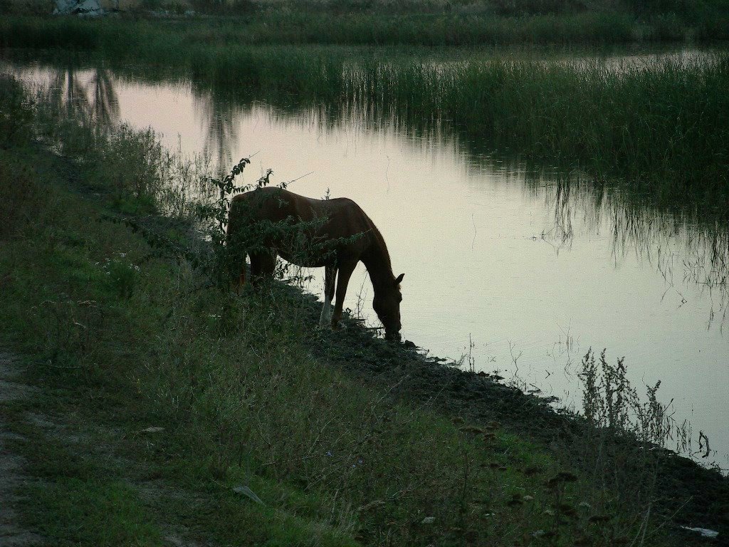 Конь "Руслан" на водопое