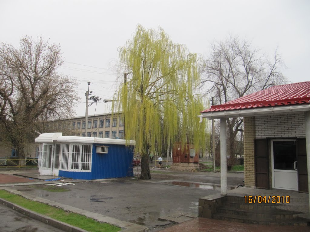 Ивушка плакучая