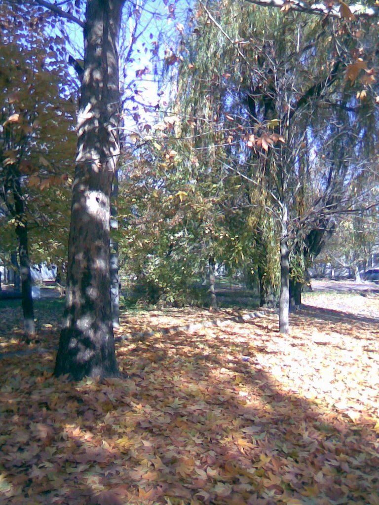 На ковре из желтых листьев...