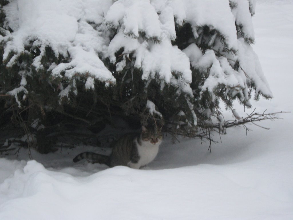 Кот Кузя