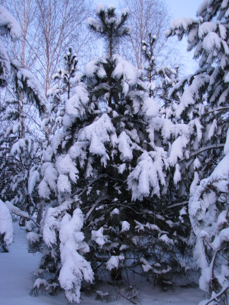 красуня ялинка
