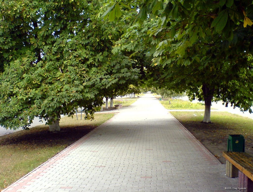Алея в центре города (ул. М.Горького)