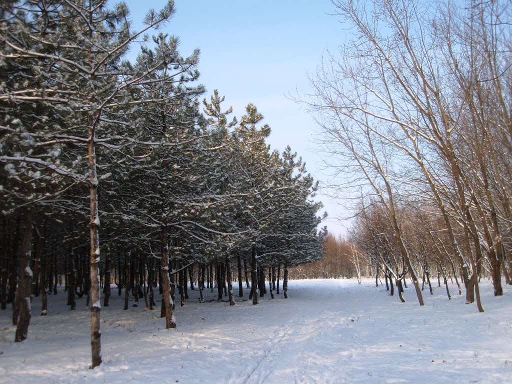 Морозный полдень