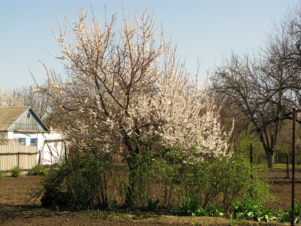Абрикос расцвёл, 11 апр 2008