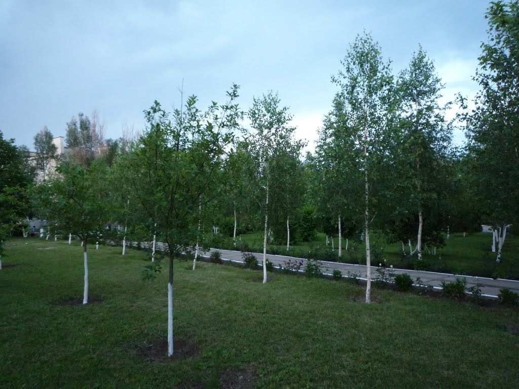 Березовая аллея в парке, ТОК Жемчужина, Приморск