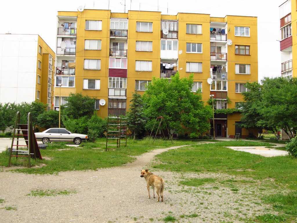 пес у дворі ..