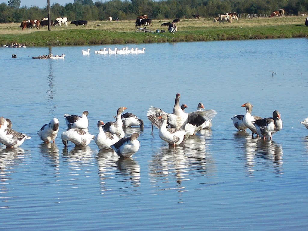 Сарахманка