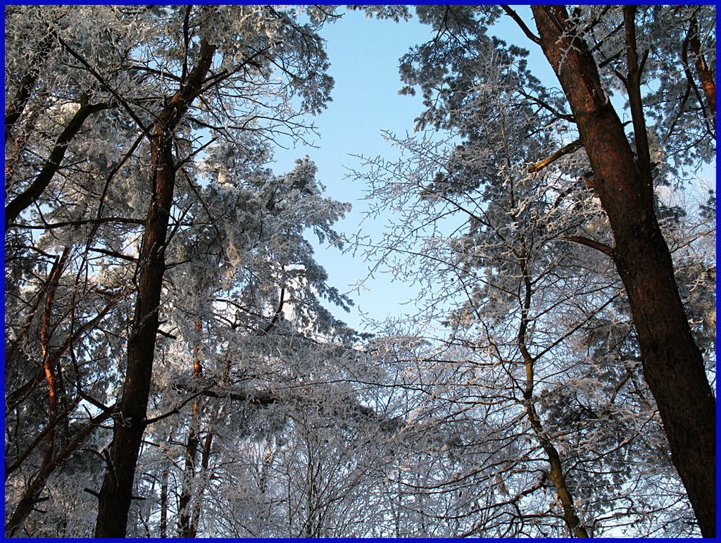 Ліс зимою.