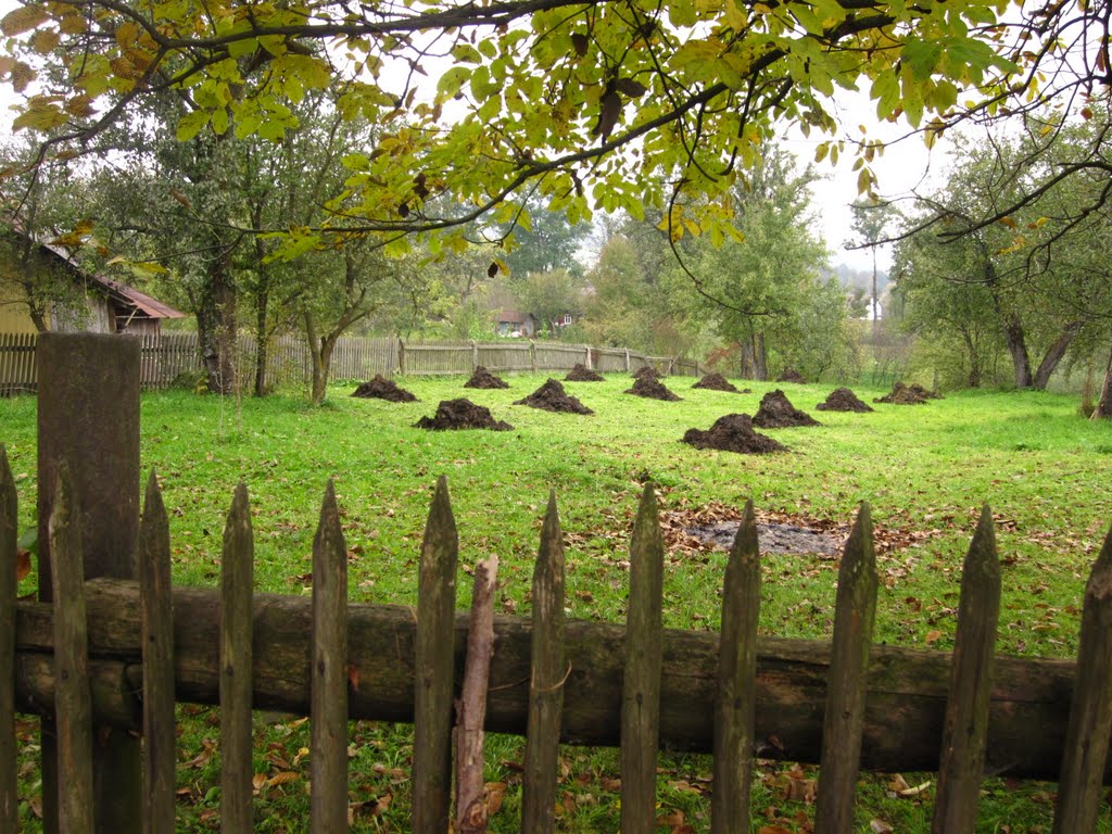 купки гною за парканом ..