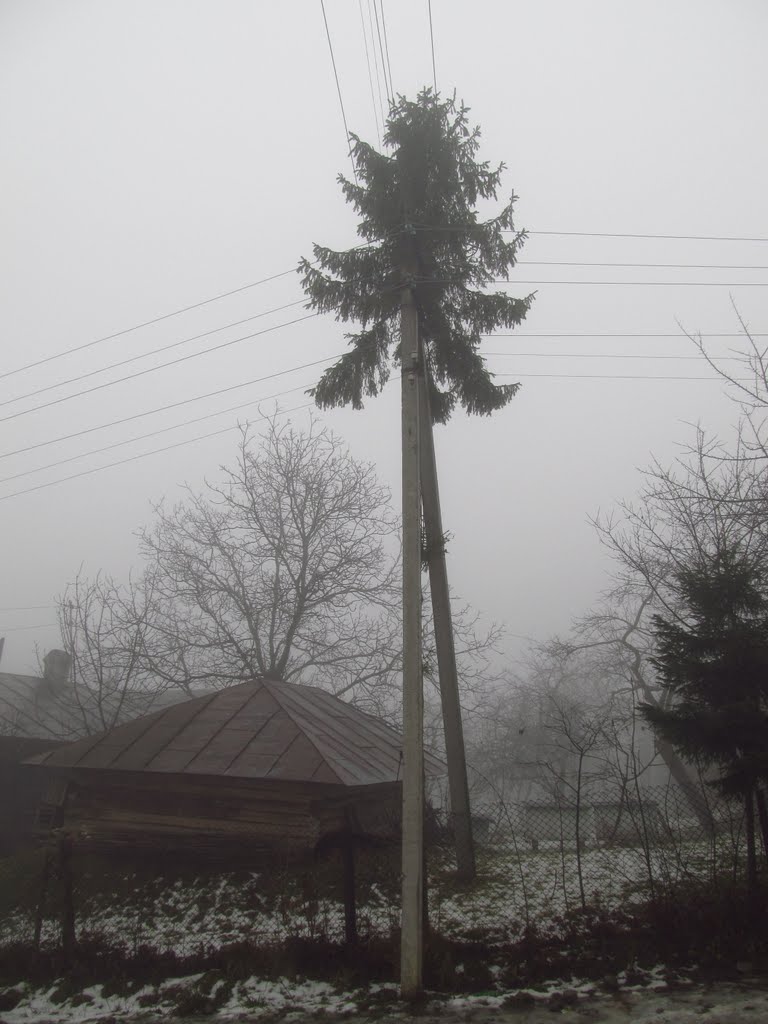 смерека на стовпі ..