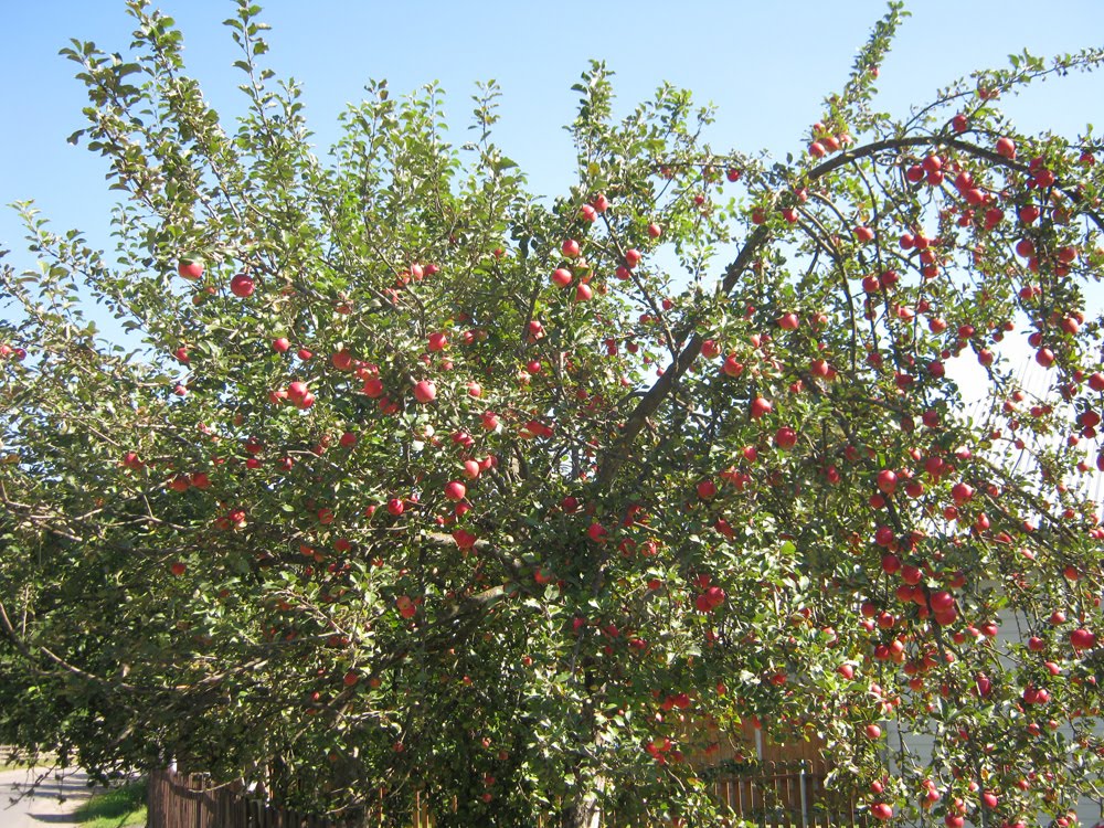 Верховинські яблука / Apples in Verkhovyna