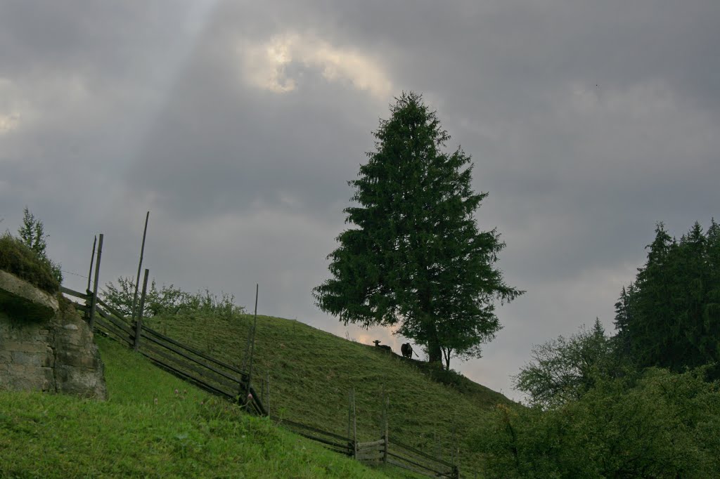 Коровы-альпинисты / Cow-climbers