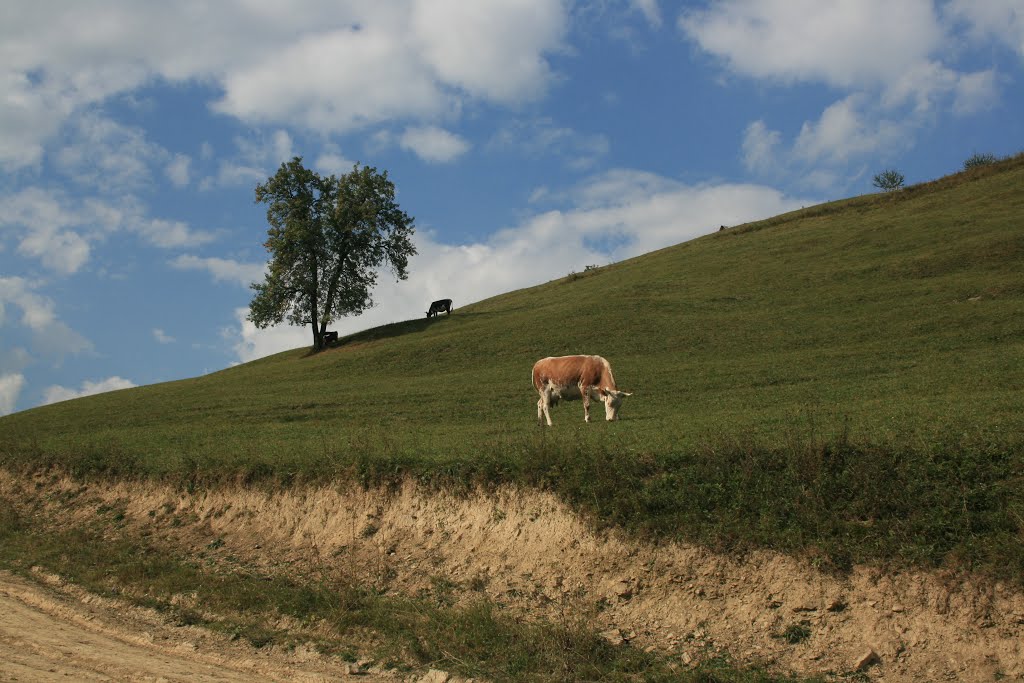 Cows expance / Коровье раздолье