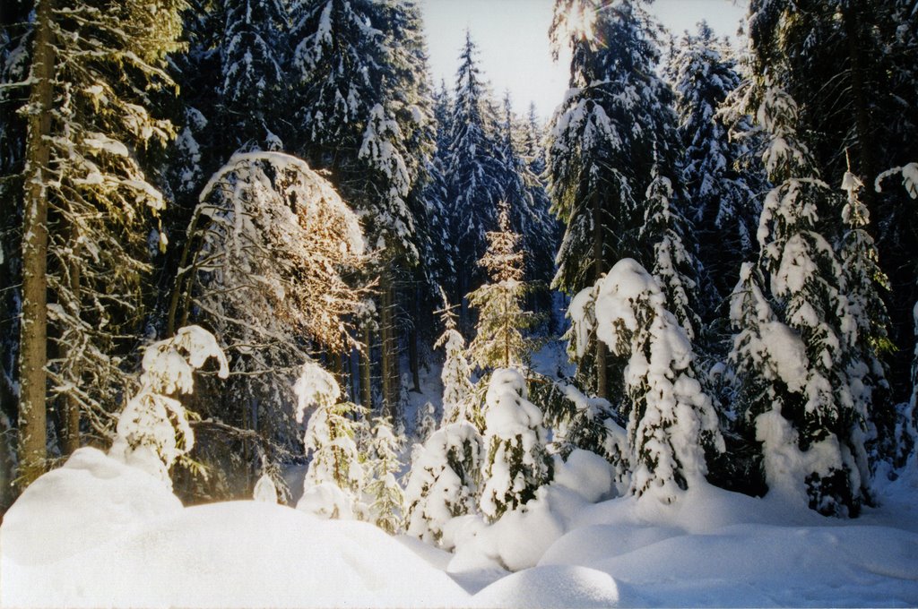 Зима в Карпатах... Carpathians Winter...