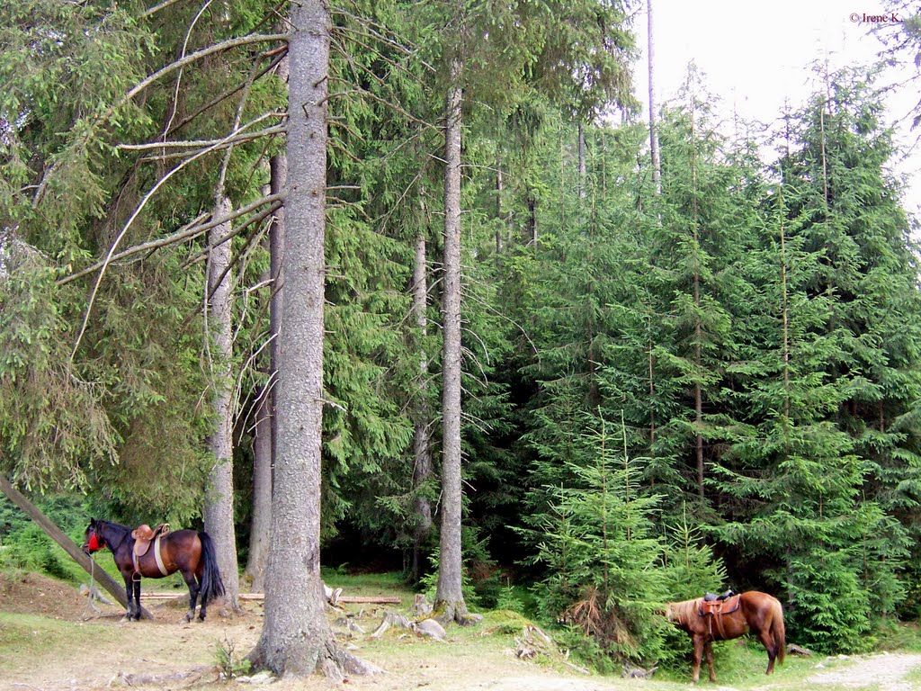 Carpathian Mountains, Ukraine