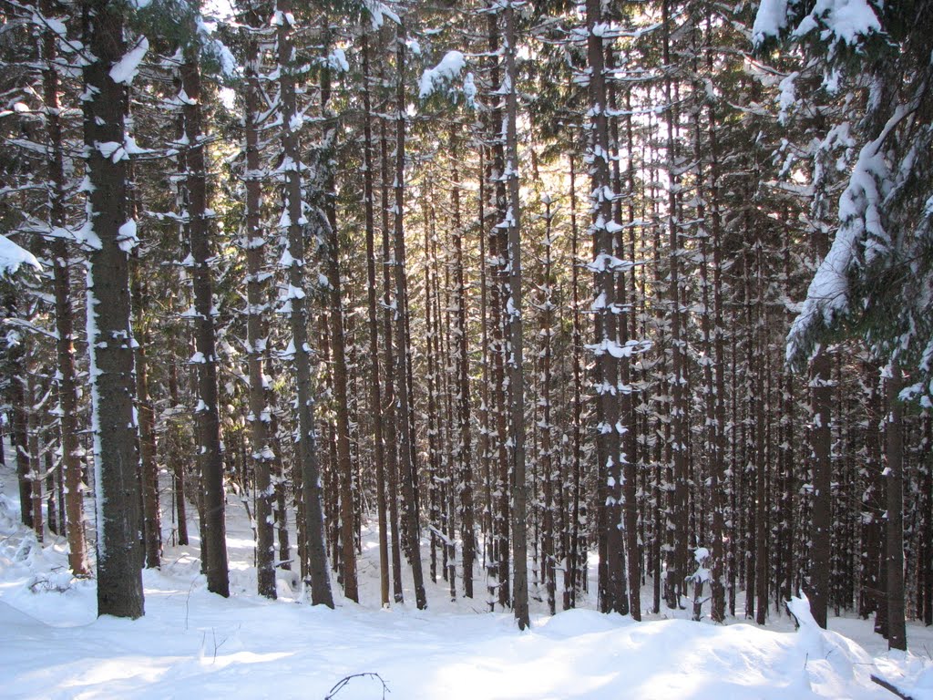 frosty day (Морозний день)
