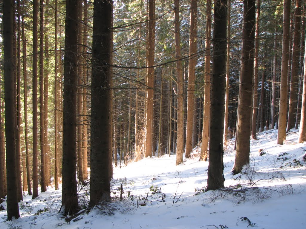 Сонячний ліс (Sunny forest)