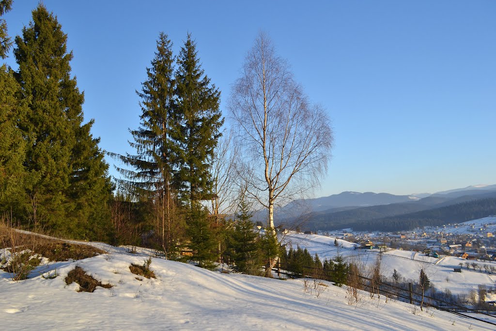 Birch and Christmas trees are the best friends.
