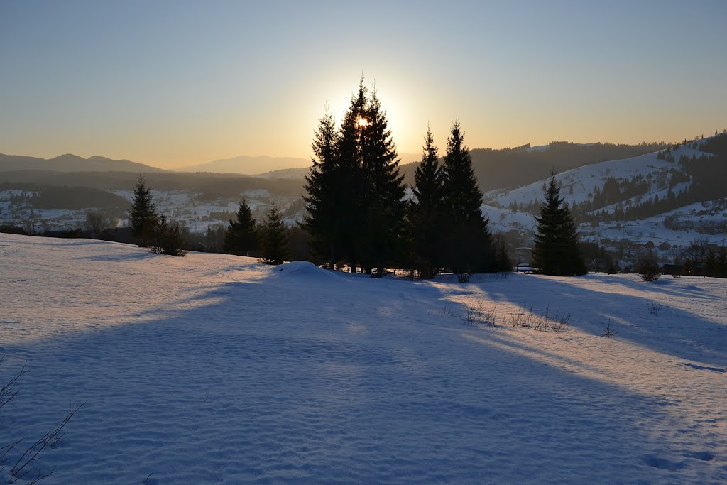 Spring in the Carpathians. The sun has set to rest on the tree. Ели на опушке, до небес макушки.