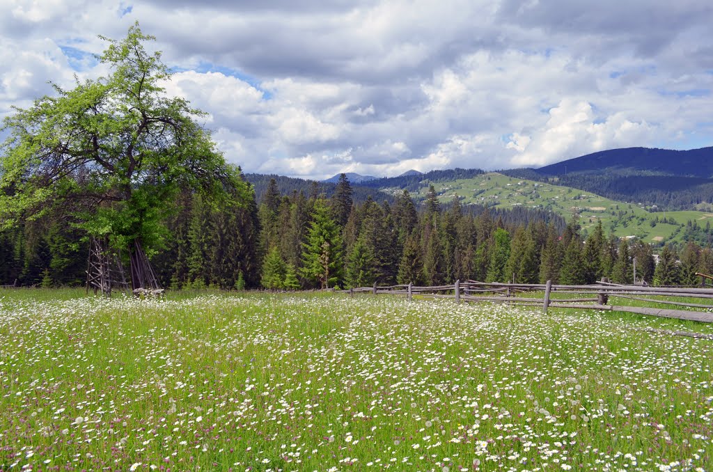 Flower meadows everywhere!