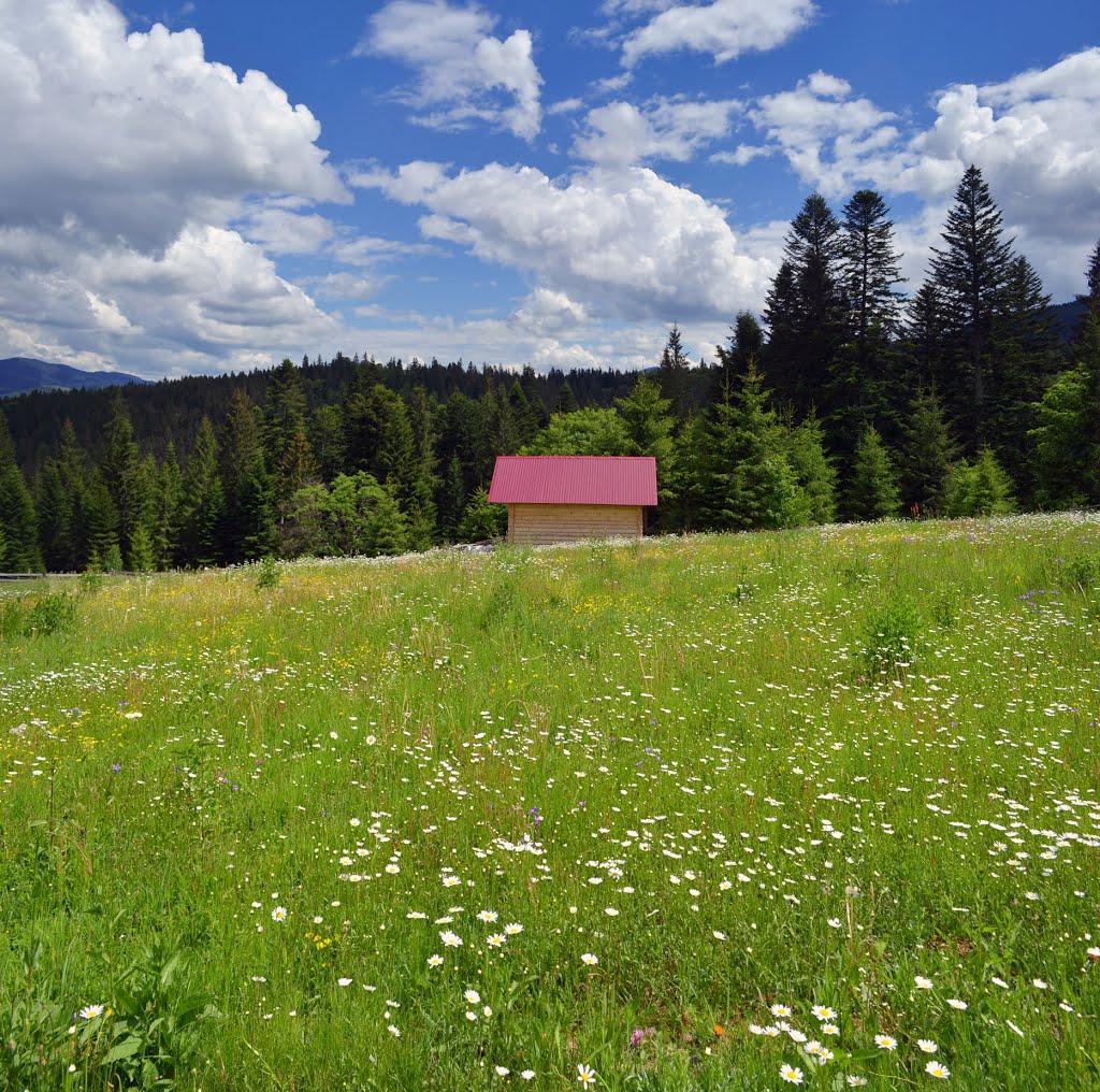 Lonely, but not abandoned hut