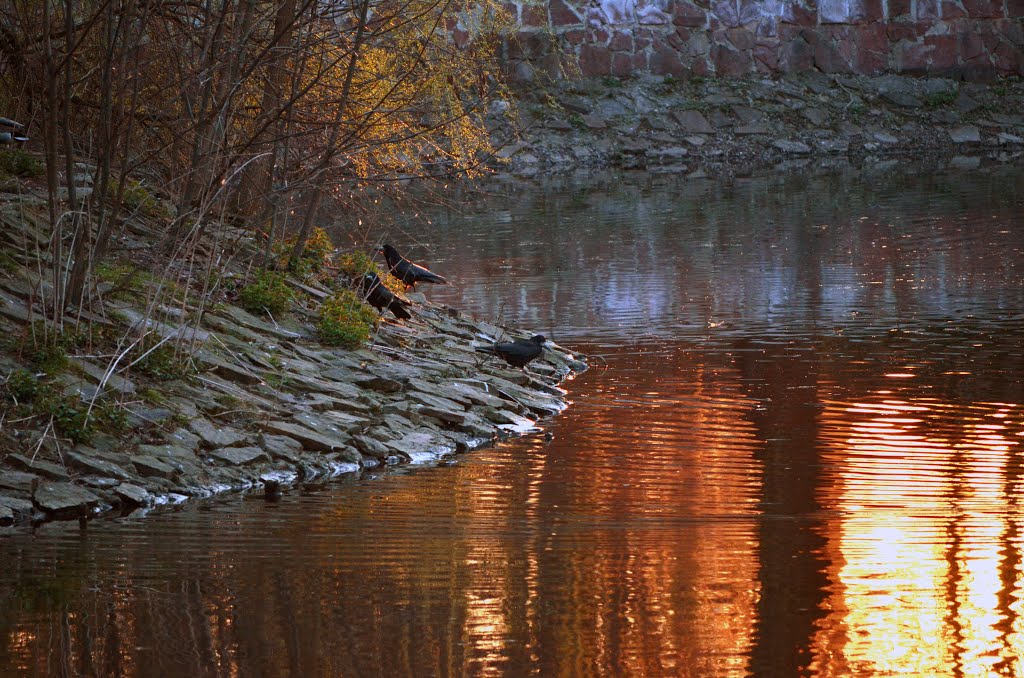 Three birds
