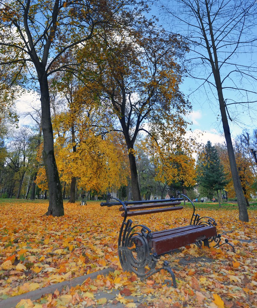 The fallen leaves