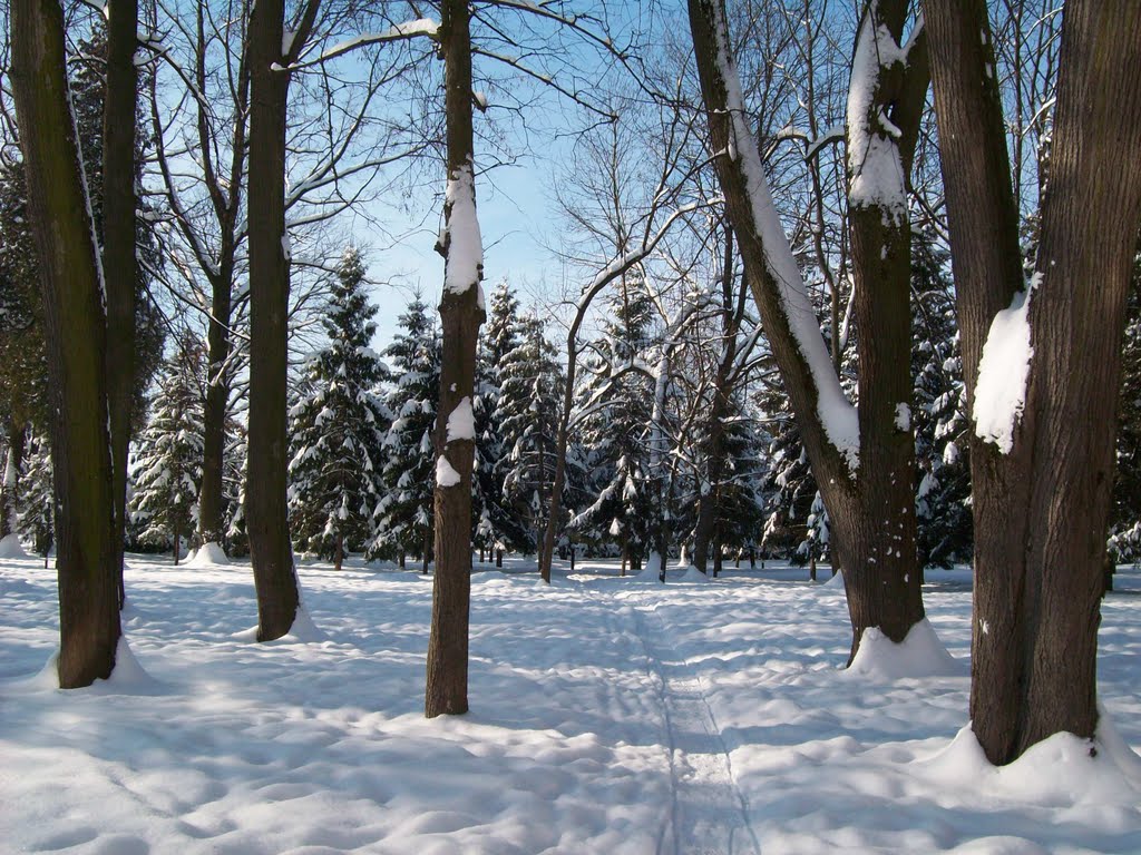 Зима у гімназійному парку/The winter in a gymnasium park