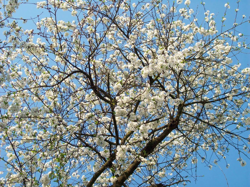 Квітуча вишня/Blooming cherry