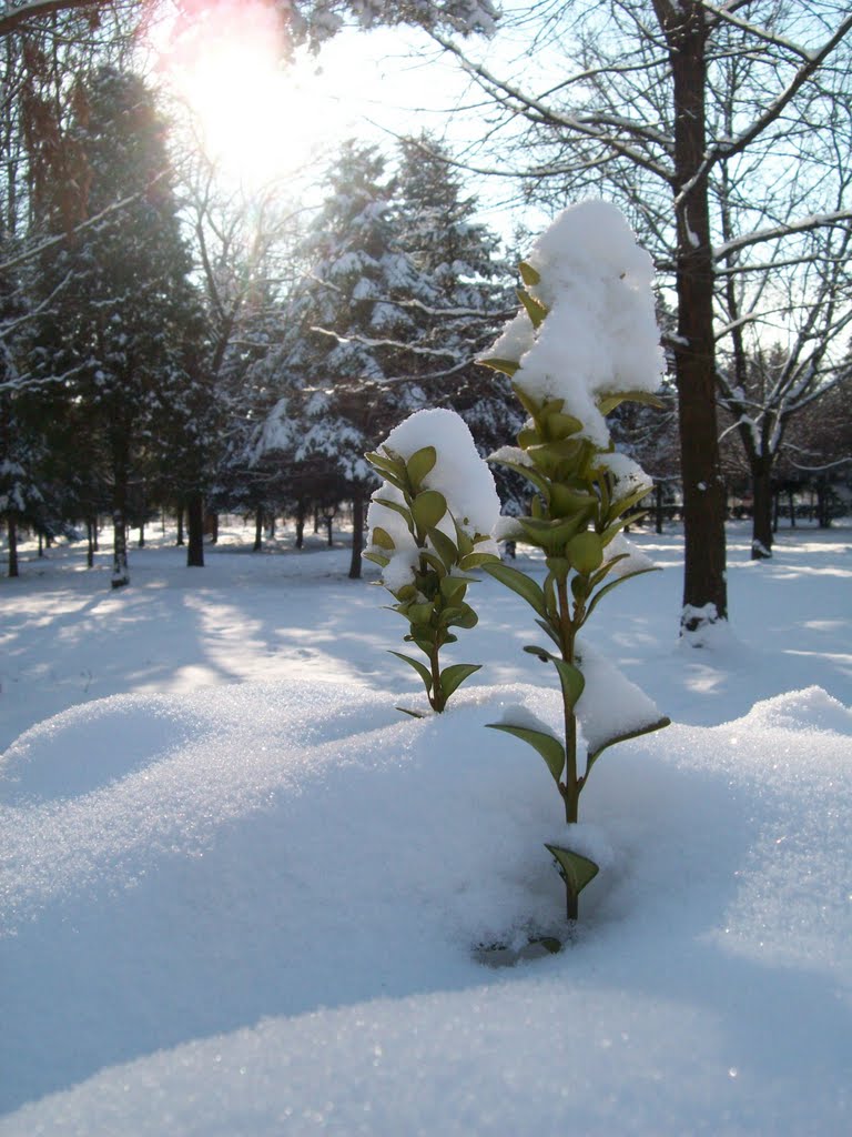 Зима