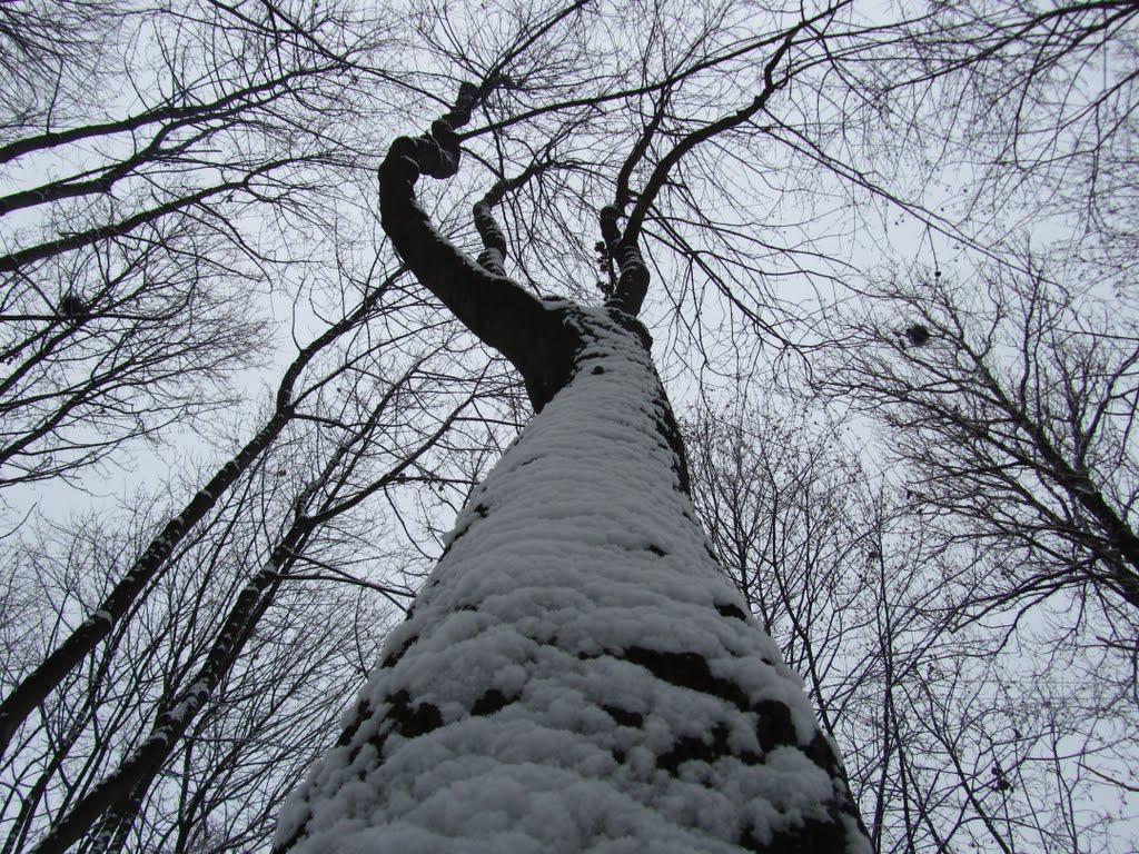Могутність