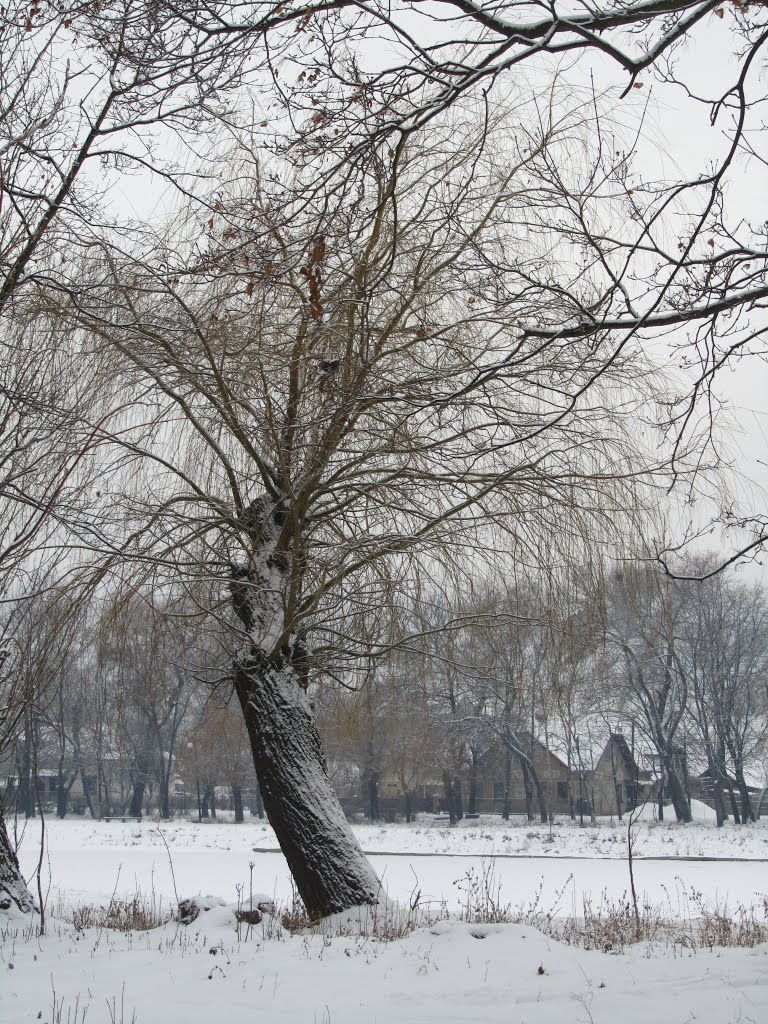 Верба/Willow