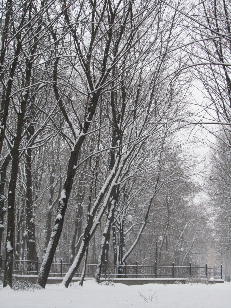 Засніжений парк