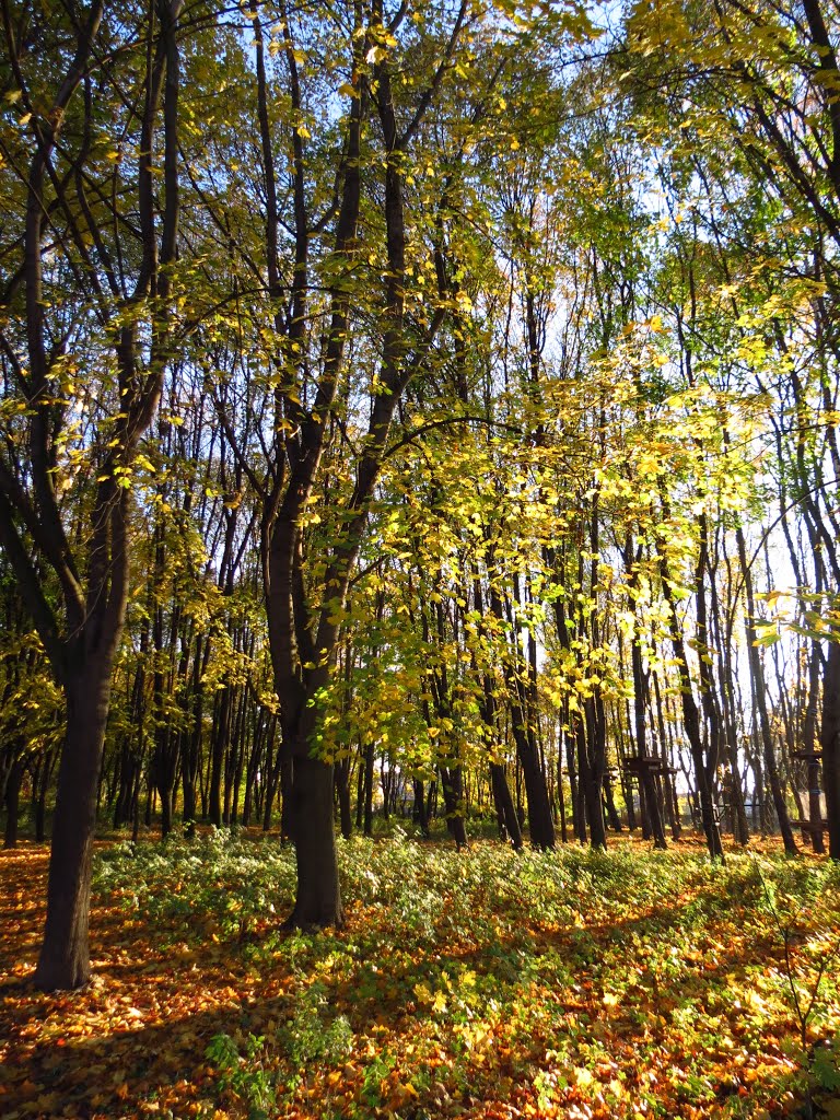 Проміння сонця в парку