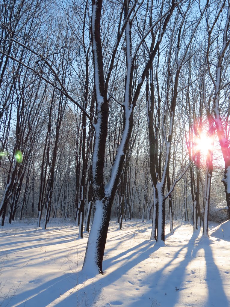 Тіні в парку/The shadows in the park