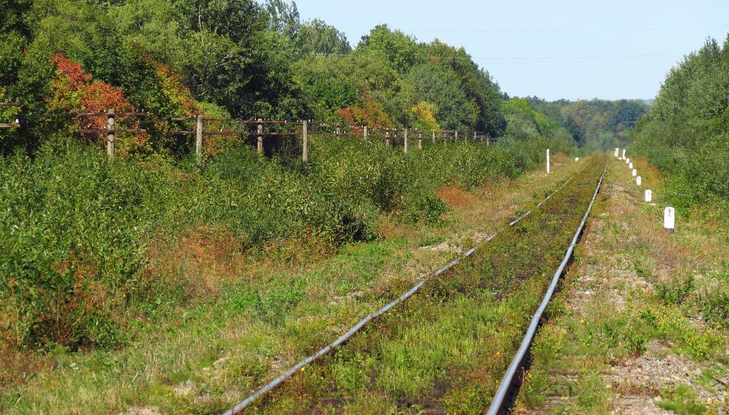 Перші ознаки осені