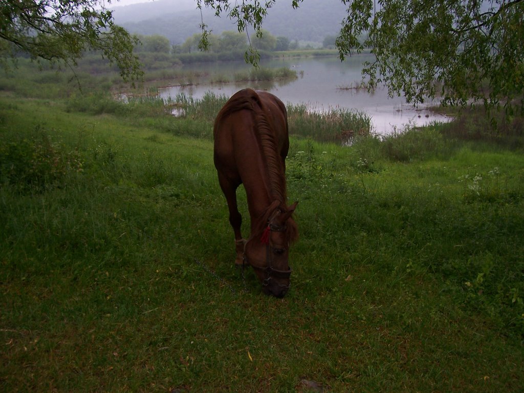 Horse near lake