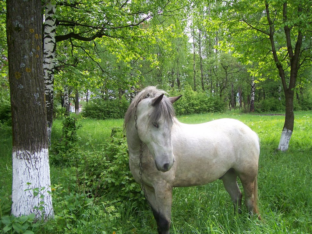 White horse