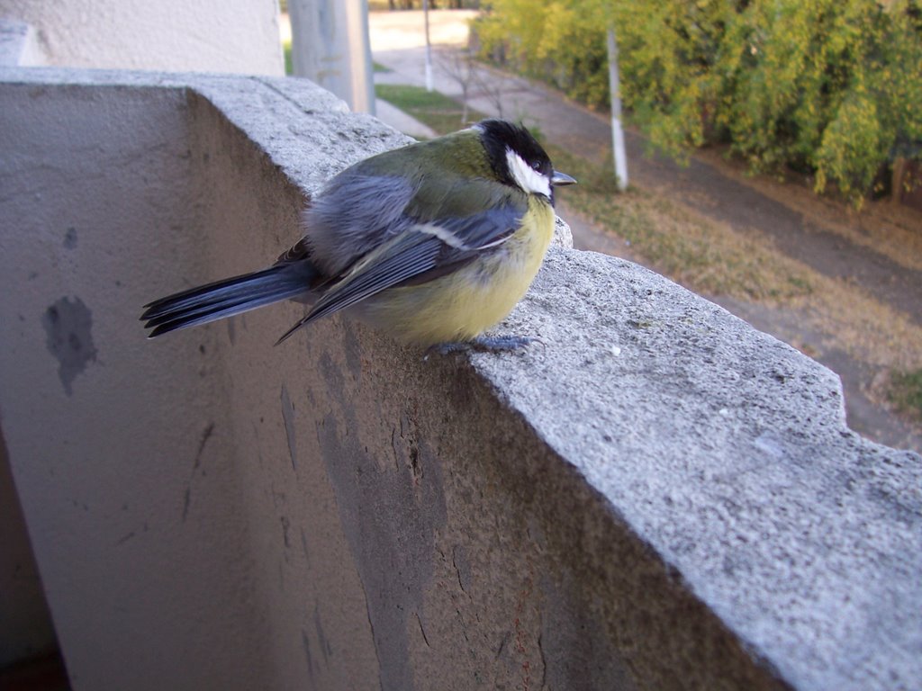 Больша́я сини́ца, или больша́к (лат. Parus major)