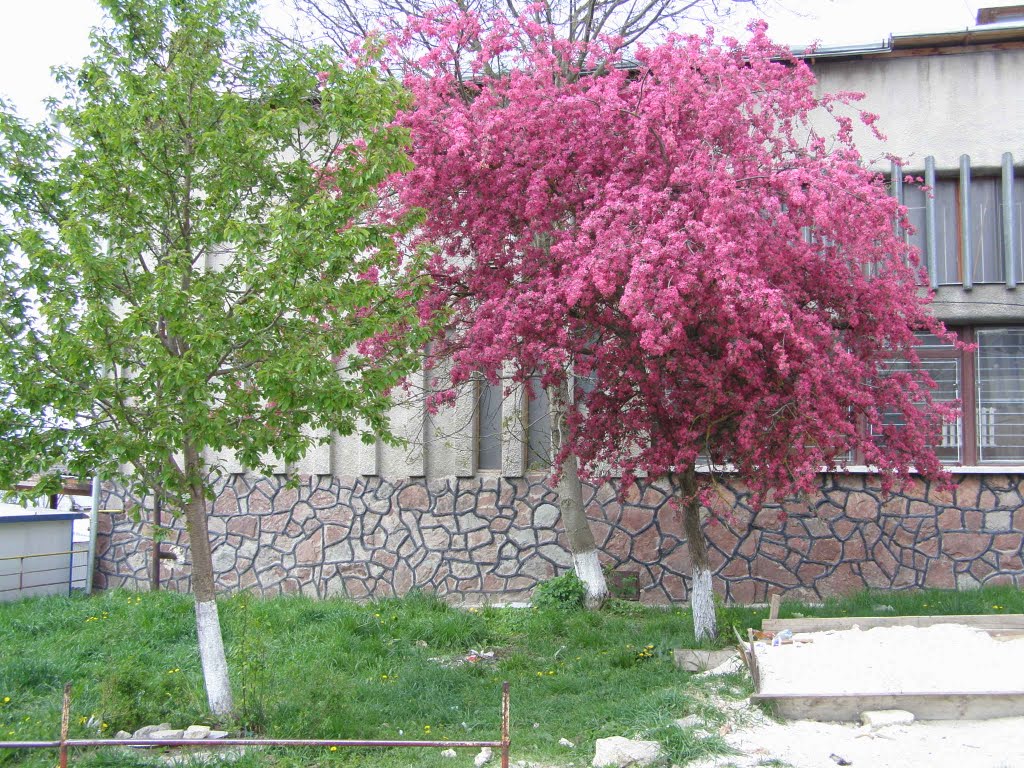 Красивий цвіт дерева