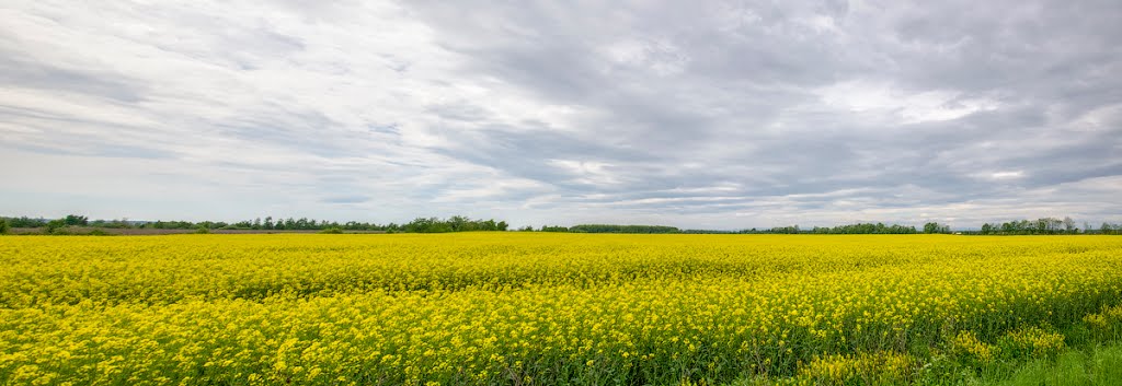 біля Тисмениці
