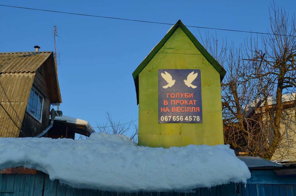 Боровая. Голуби на прокат / Borova. Pigeons rental