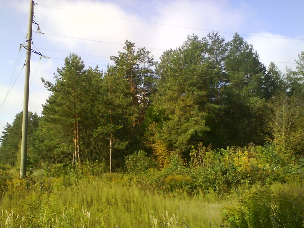 Trees near Radiostanciya, Brovary