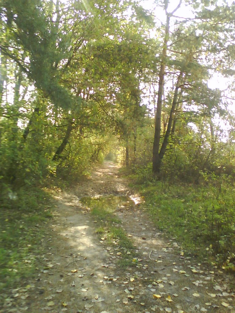 Walley under the trees
