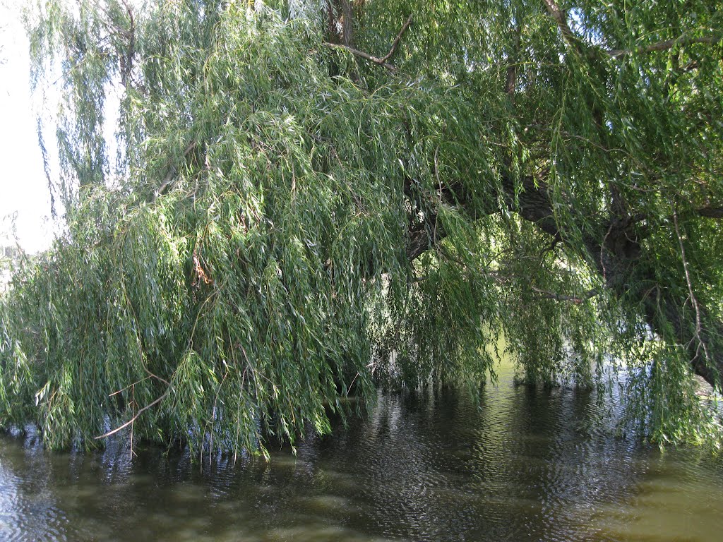 Васильків