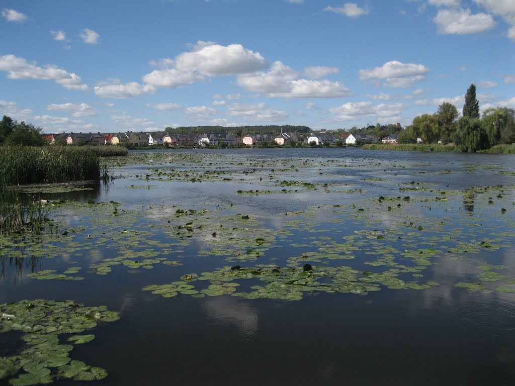 Васильків