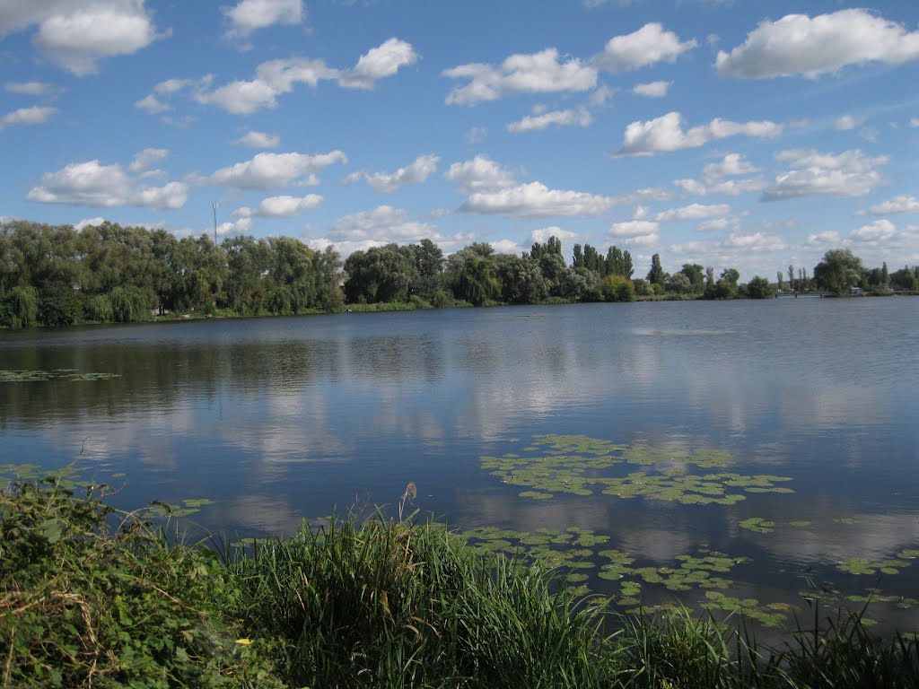 Васильків
