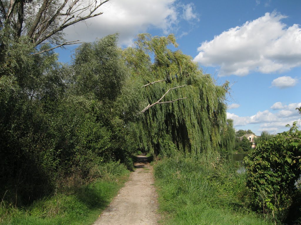 Васильків
