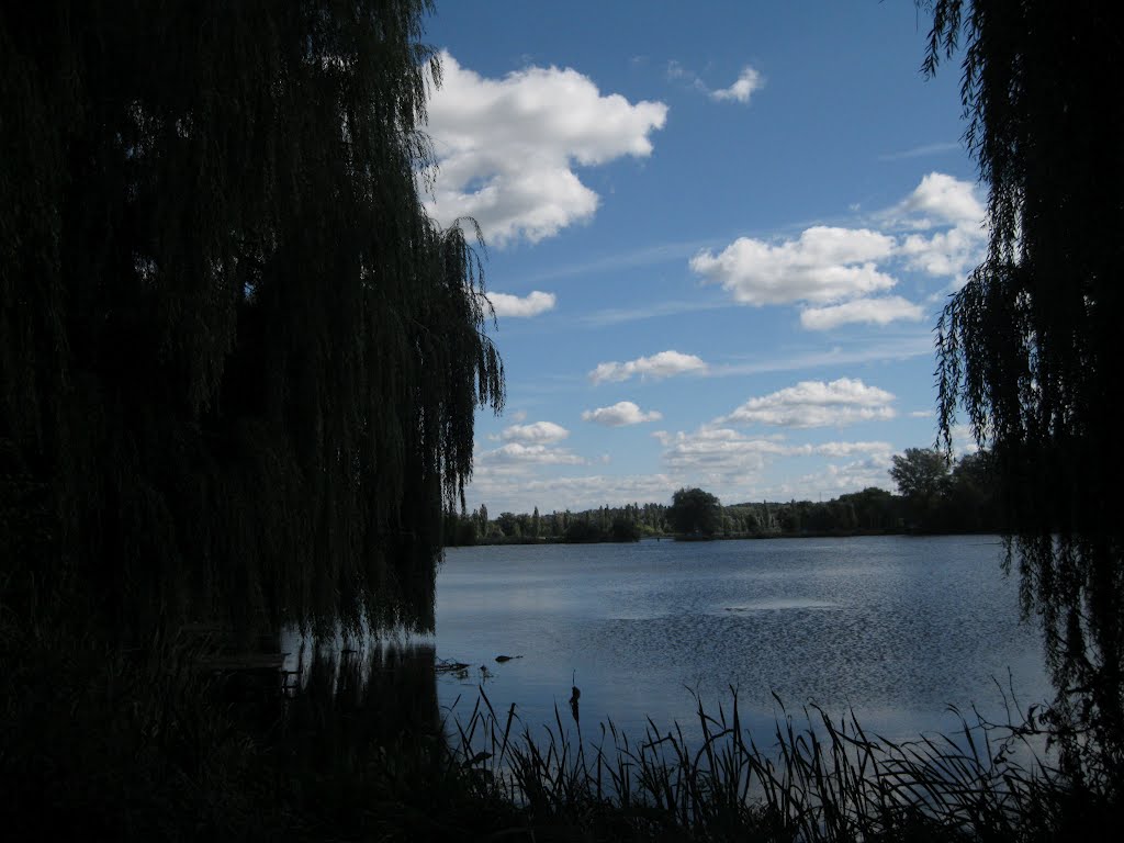 Васильків